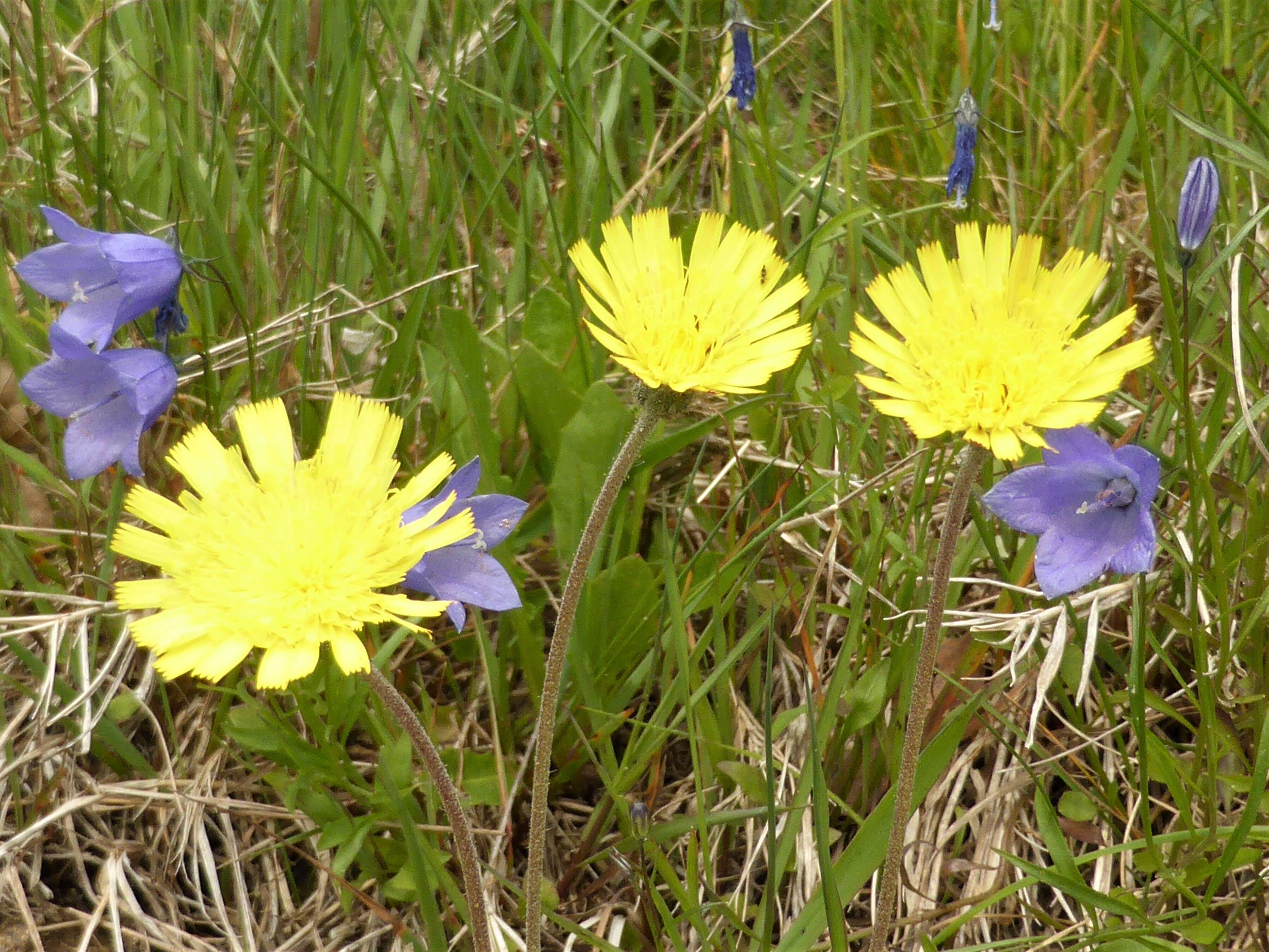 Image of Mouse-ear-hawkweed