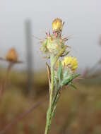 Imagem de Centaurea melitensis L.