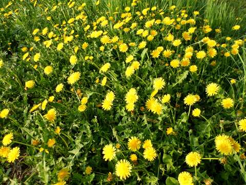 Image of Common Dandelion