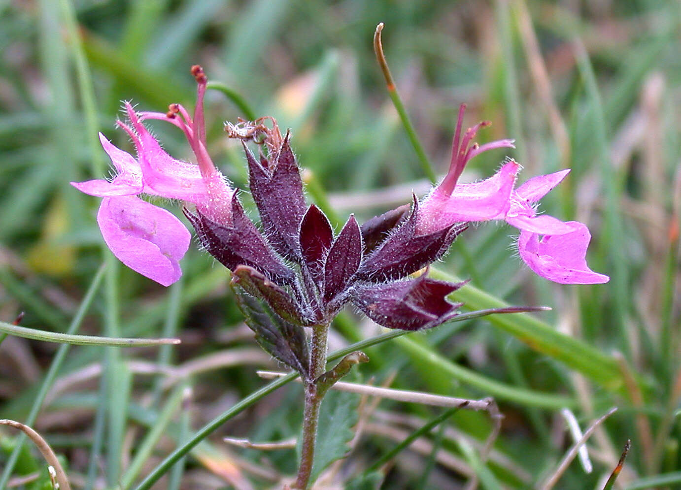 Image de Germandrée petit-chêne