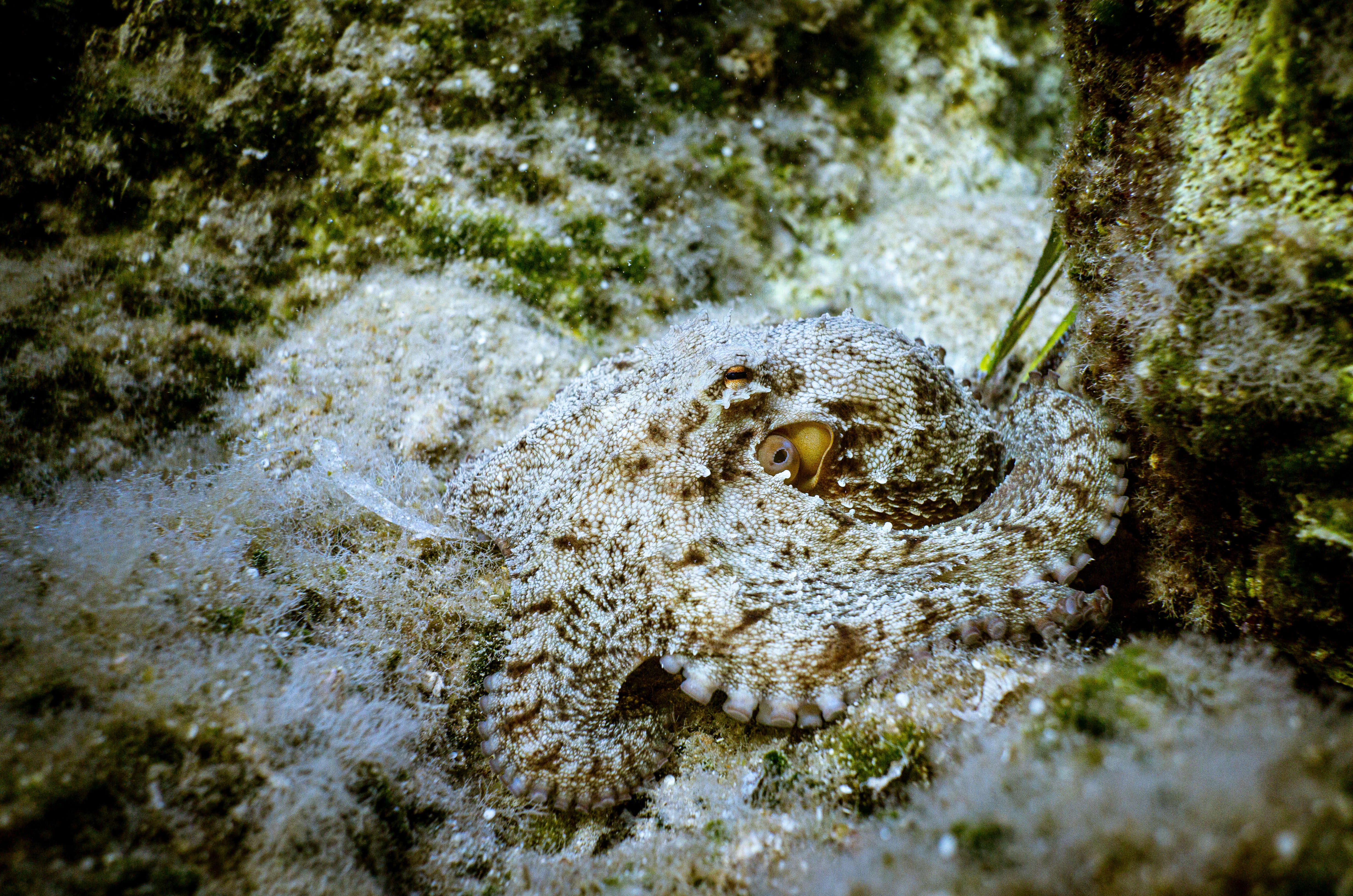 Image of rubble octopus