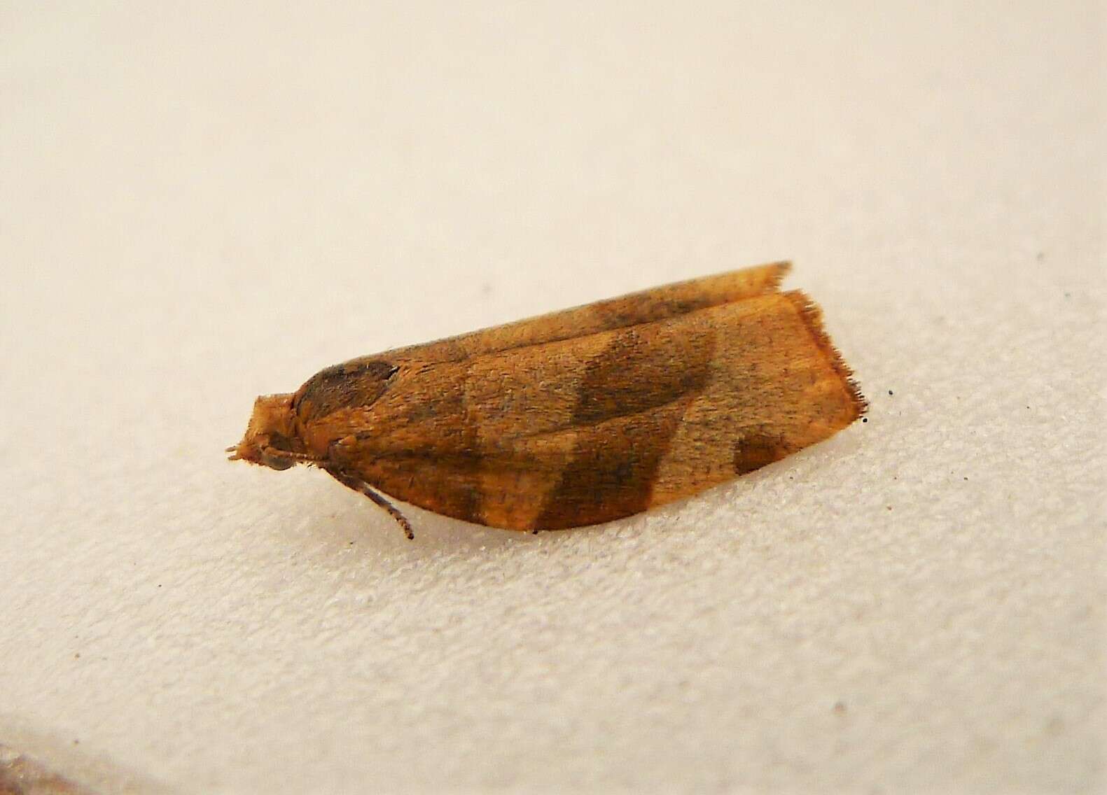 Image of barred fruit-tree tortrix