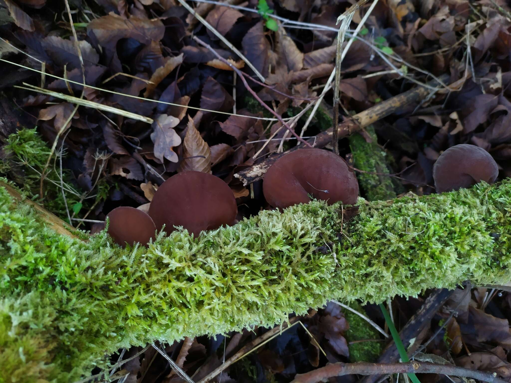 Image of ear fungus