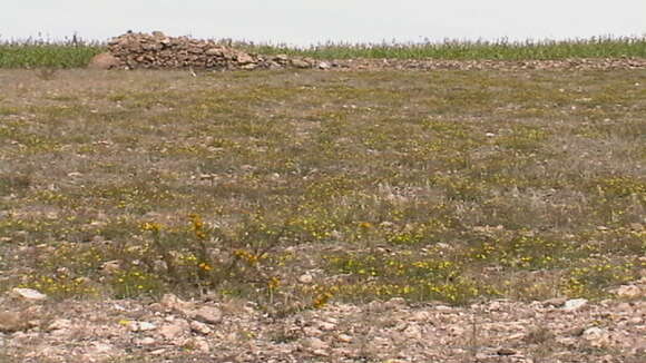 Image of Hypericum tomentosum L.