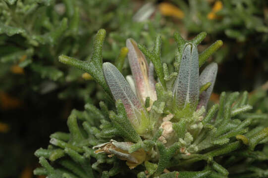 Image of Rhadinothamnus euphemiae (F. Müll.) P. G. Wilson