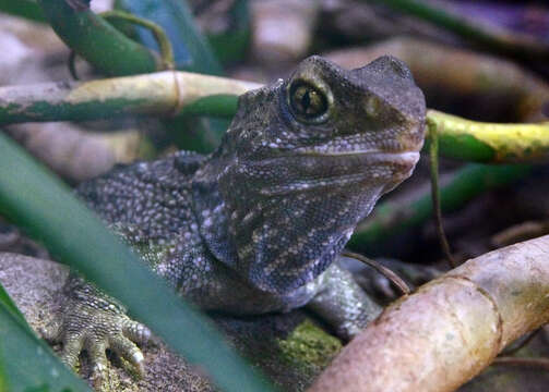 Image of Tuatara