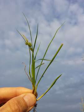 Image of Carex viridula