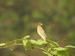 Image of Brown-headed Bunting