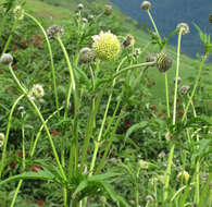 Cephalaria alpina (L.) Schrad. resmi