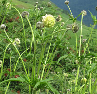 Image of Cephalaria alpina (L.) Schrad.