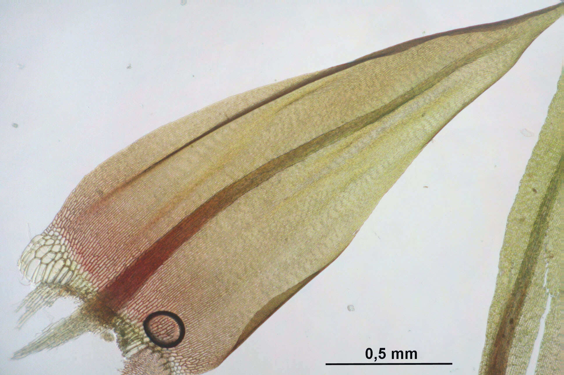 Слика од Warnstorfia exannulata Loeske 1907