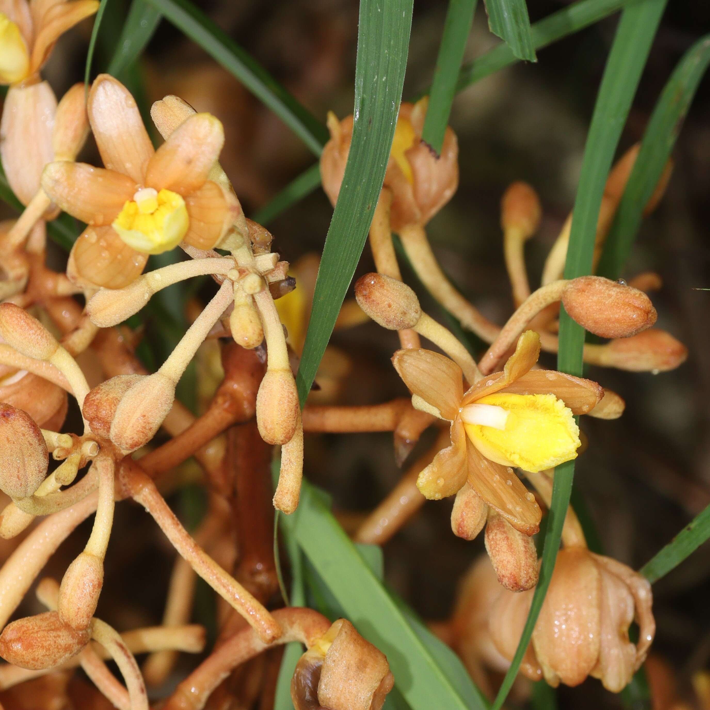 Image of Cyrtosia septentrionalis (Rchb. fil.) Garay