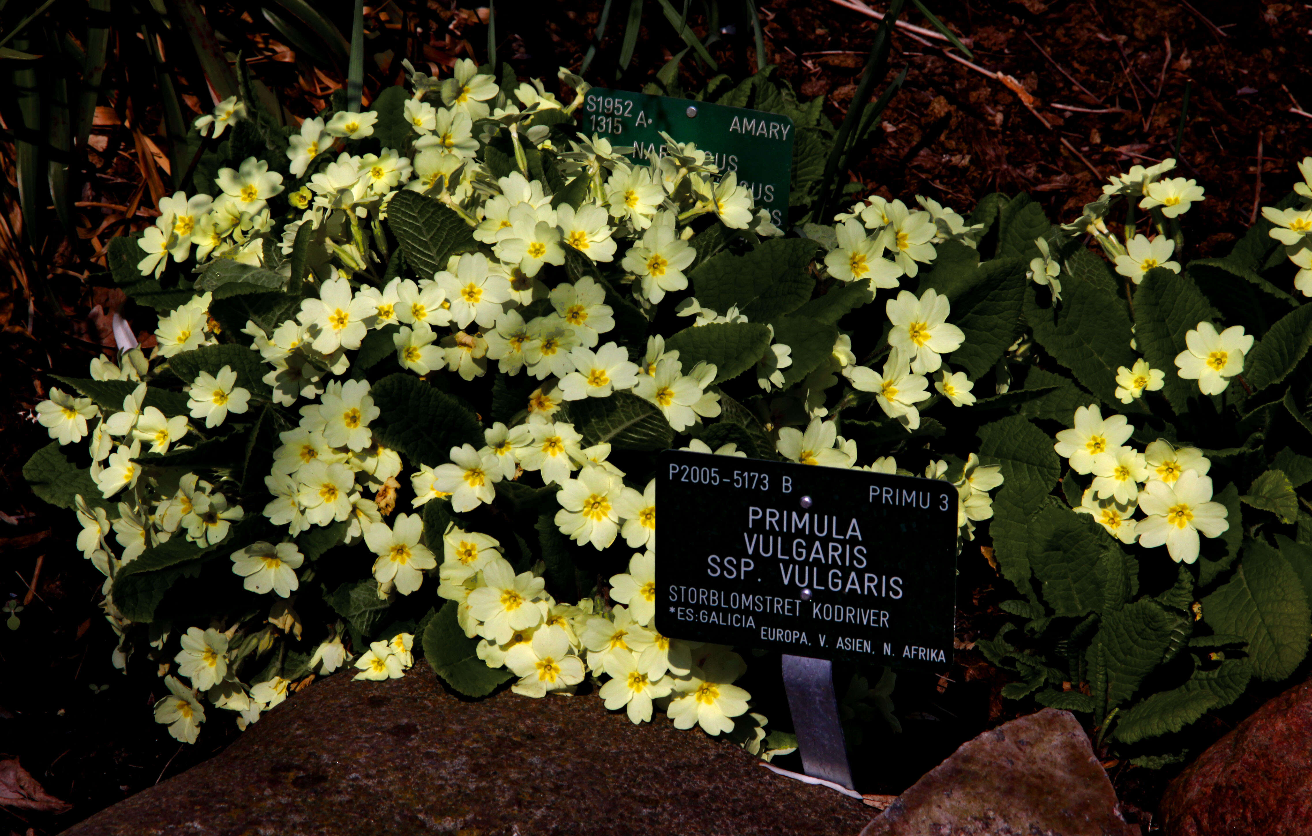 Image of Primrose