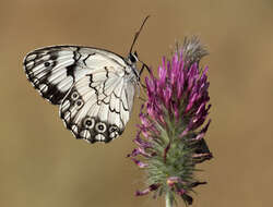 Imagem de Melanargia titea Klug 1832