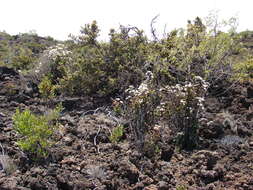 صورة Ageratina adenophora (Spreng.) R. King & H. Rob.