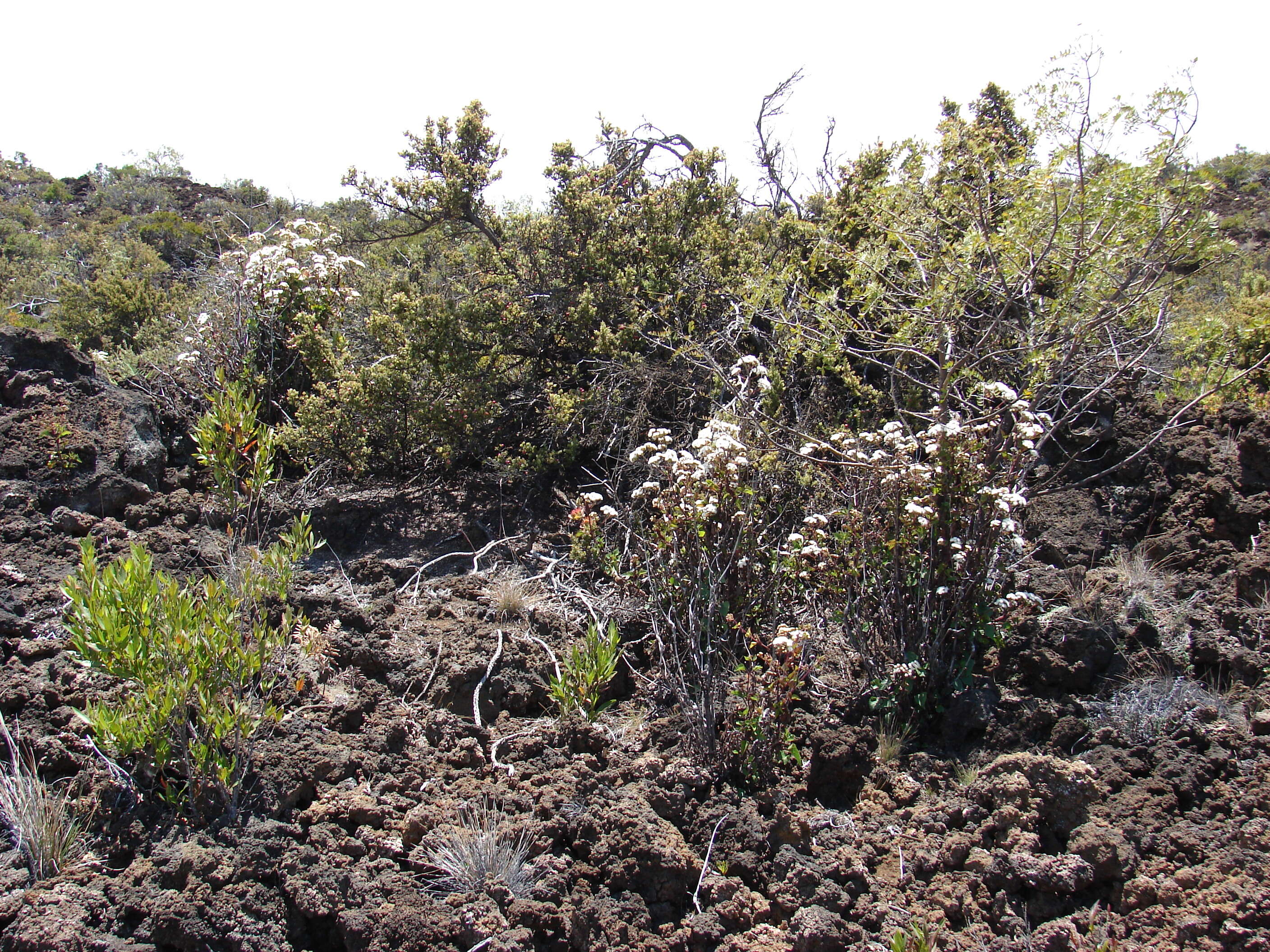 صورة Ageratina adenophora (Spreng.) R. King & H. Rob.