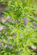 Image of sweet sagewort