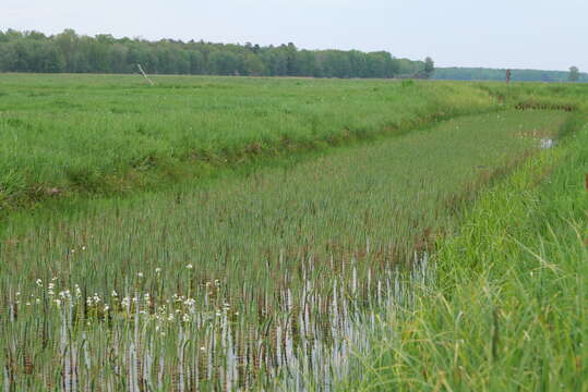 Image of Mare's Tail