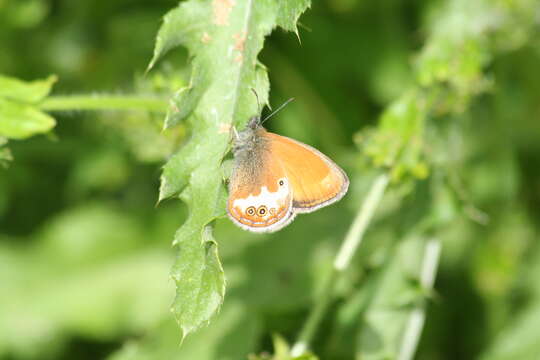 Image of pearly heath