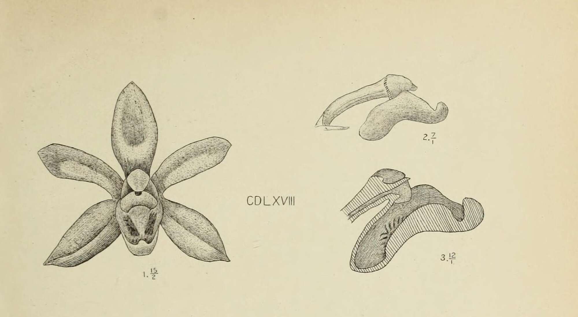 Image of Christmas Island ribbonroot