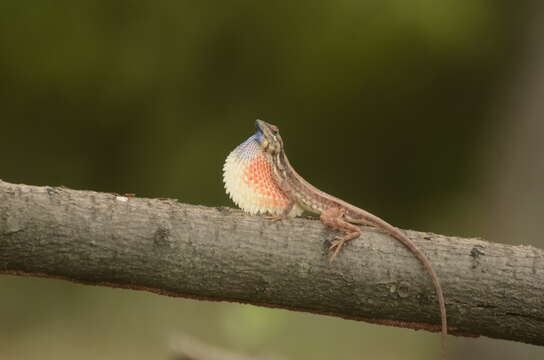 Image of Fan Throated Lizard