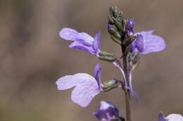 Image of Texas toadflax