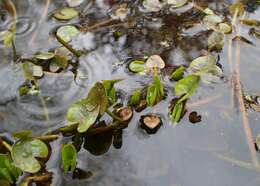 Image of yellow floatingheart