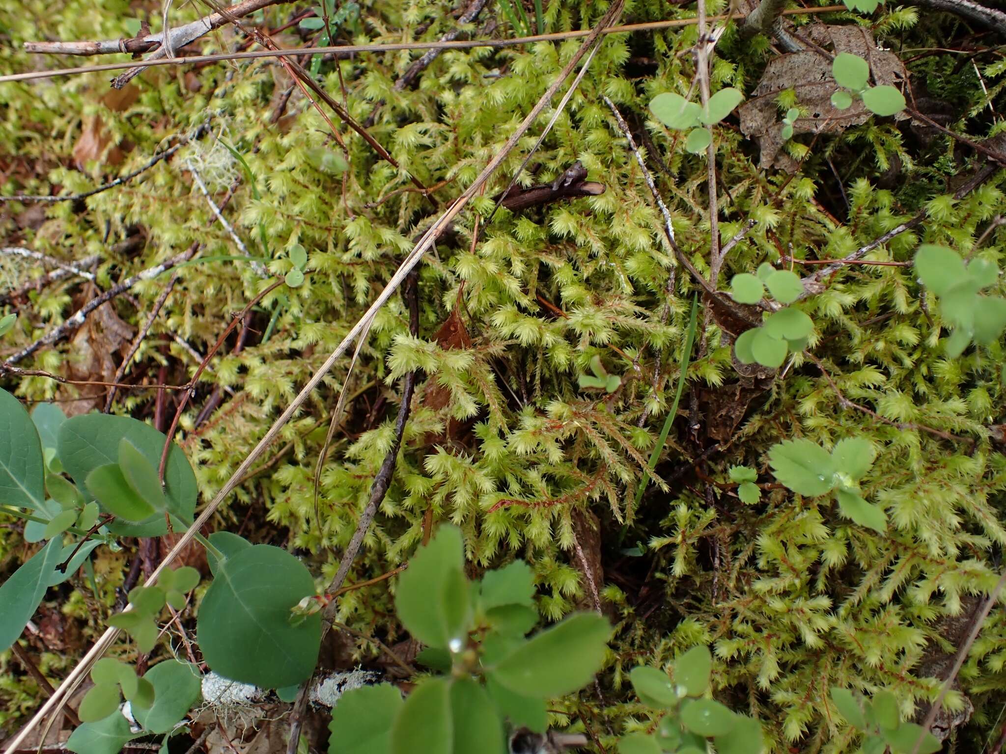 Image of Electrified Cat's Tail Moss