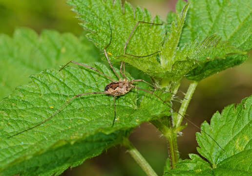 Image of Daddy longleg