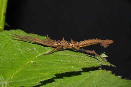 Image of Dares verrucosus Redtenbacher 1906