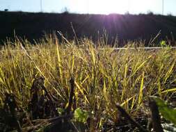 Image of Indian lovegrass