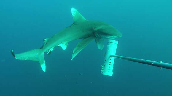 Image of Oceanic Whitetip Shark