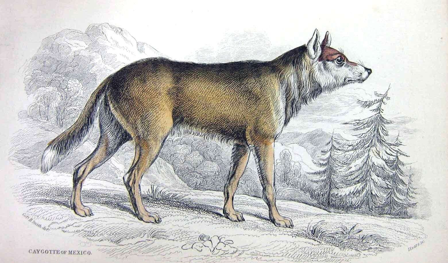 Image of American jackal