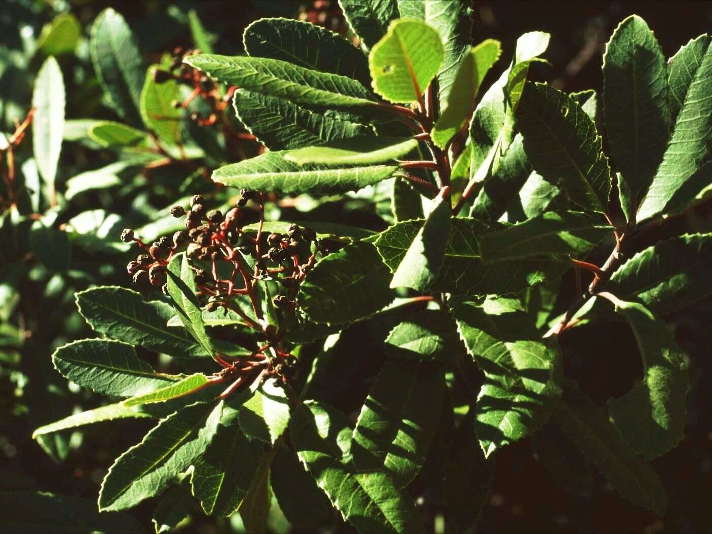 Image of toyon