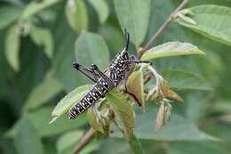 Plancia ëd Phymateus (Phymateus) viridipes Stål 1873