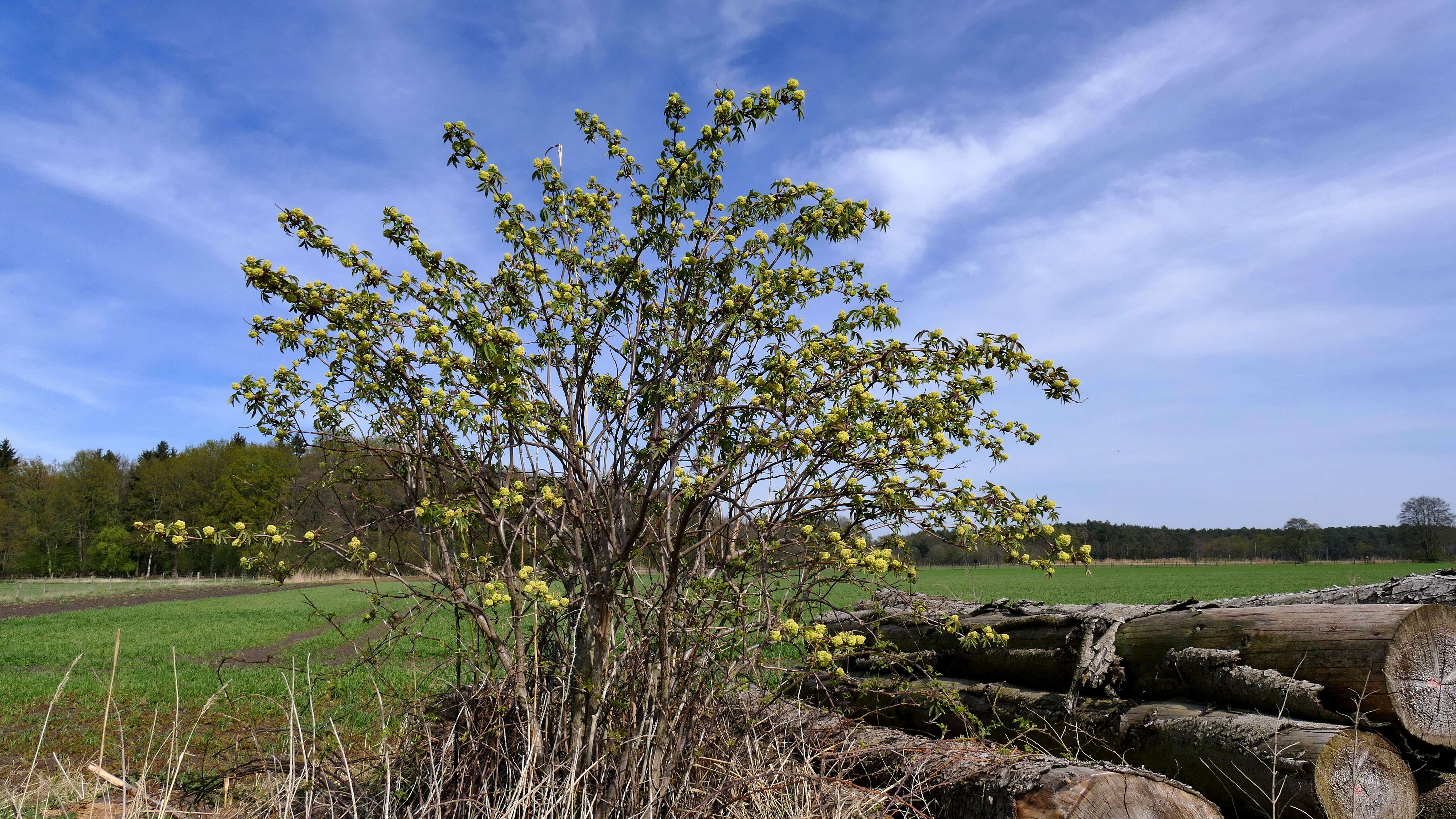 Imagem de Sambucus racemosa L.