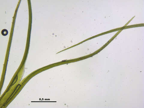 Image of distichium moss