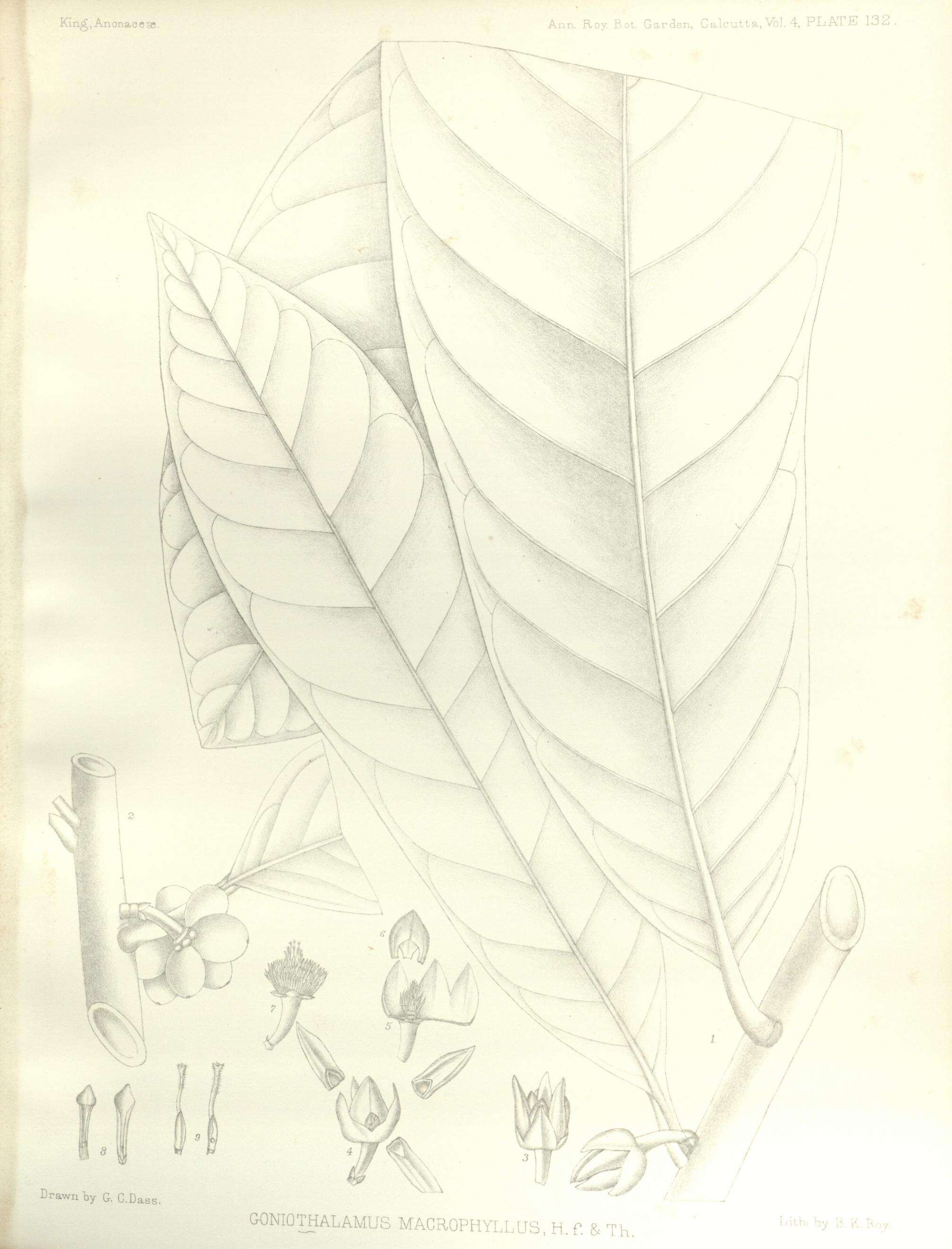 Image of Goniothalamus macrophyllus (Blume) Hook. fil. & Thomson