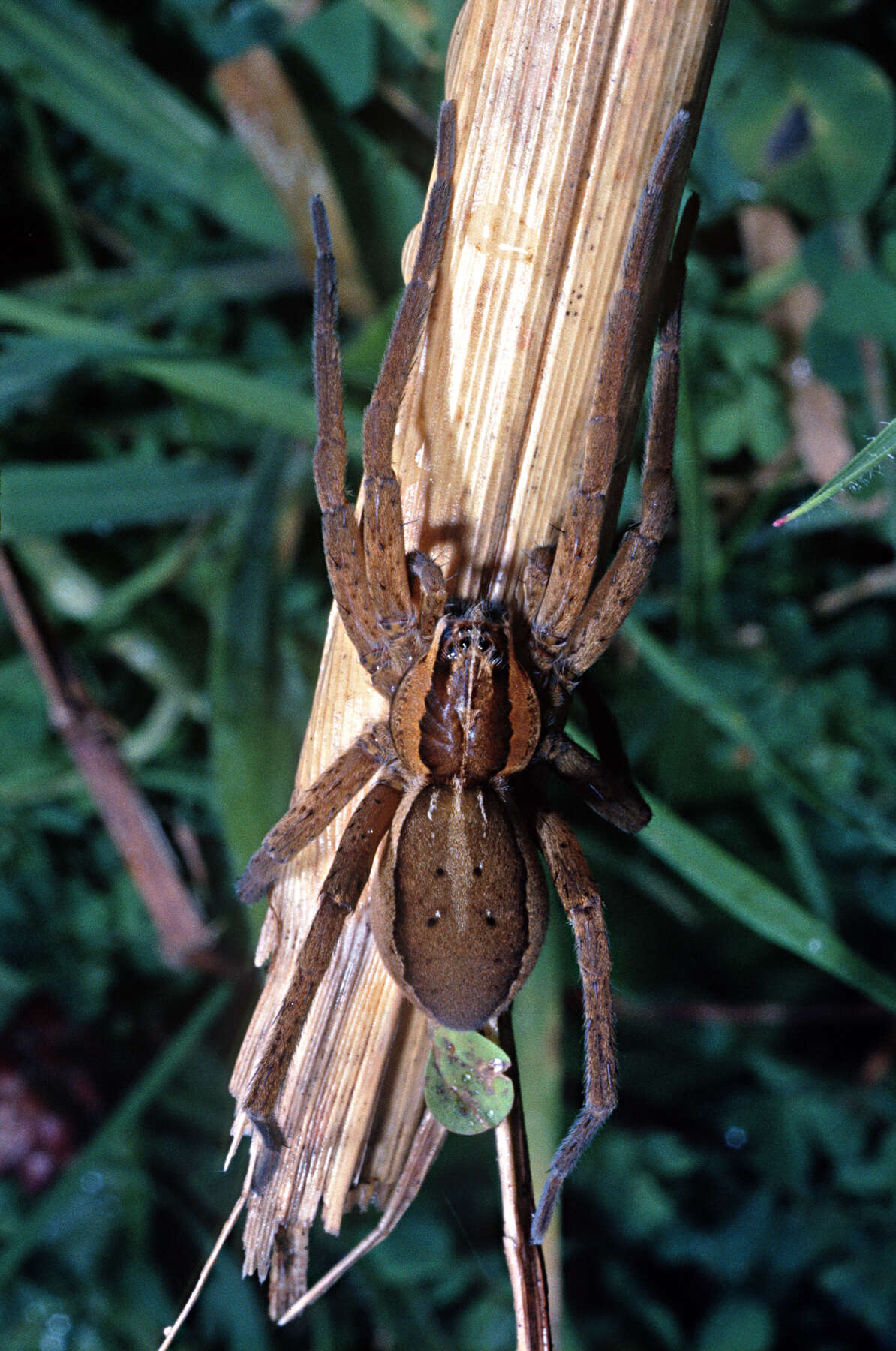 Image of Dolomedes minor L. Koch 1876