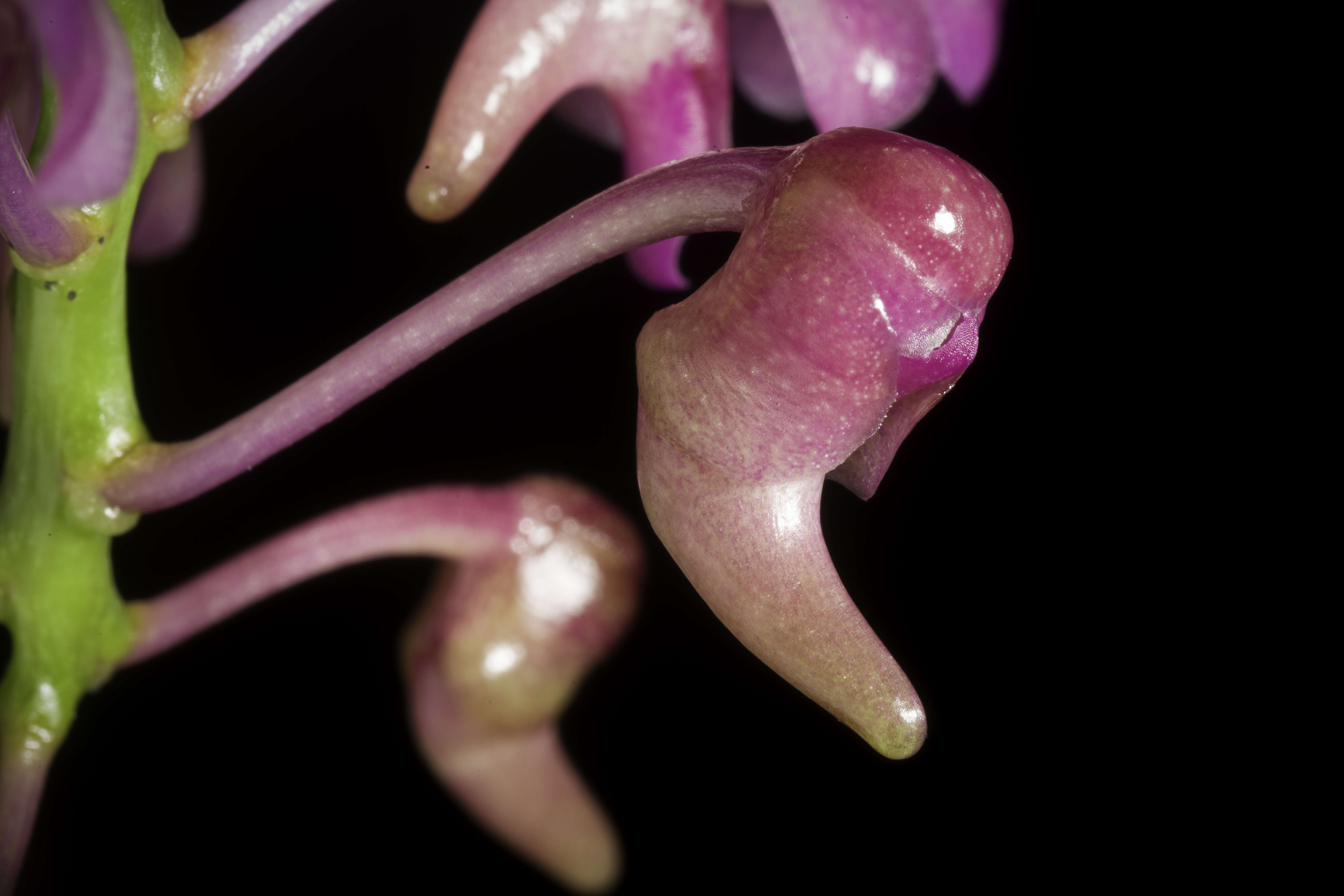 Image of Aerides leeana Rchb. fil.