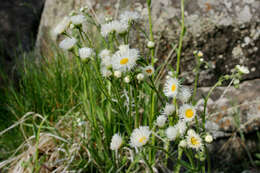 Image of prairie fleabane