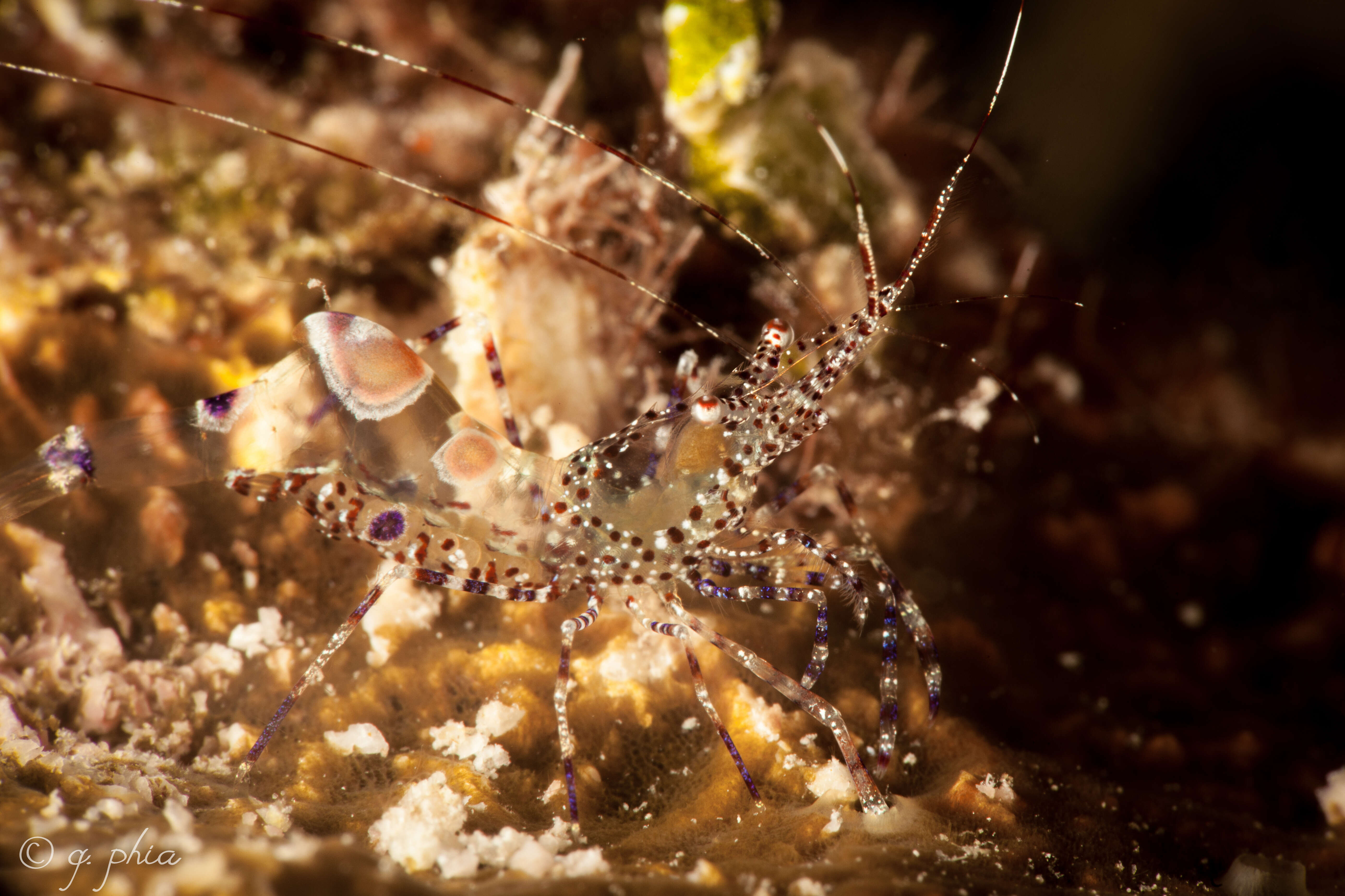 Image of Spotted cleaner shrimp