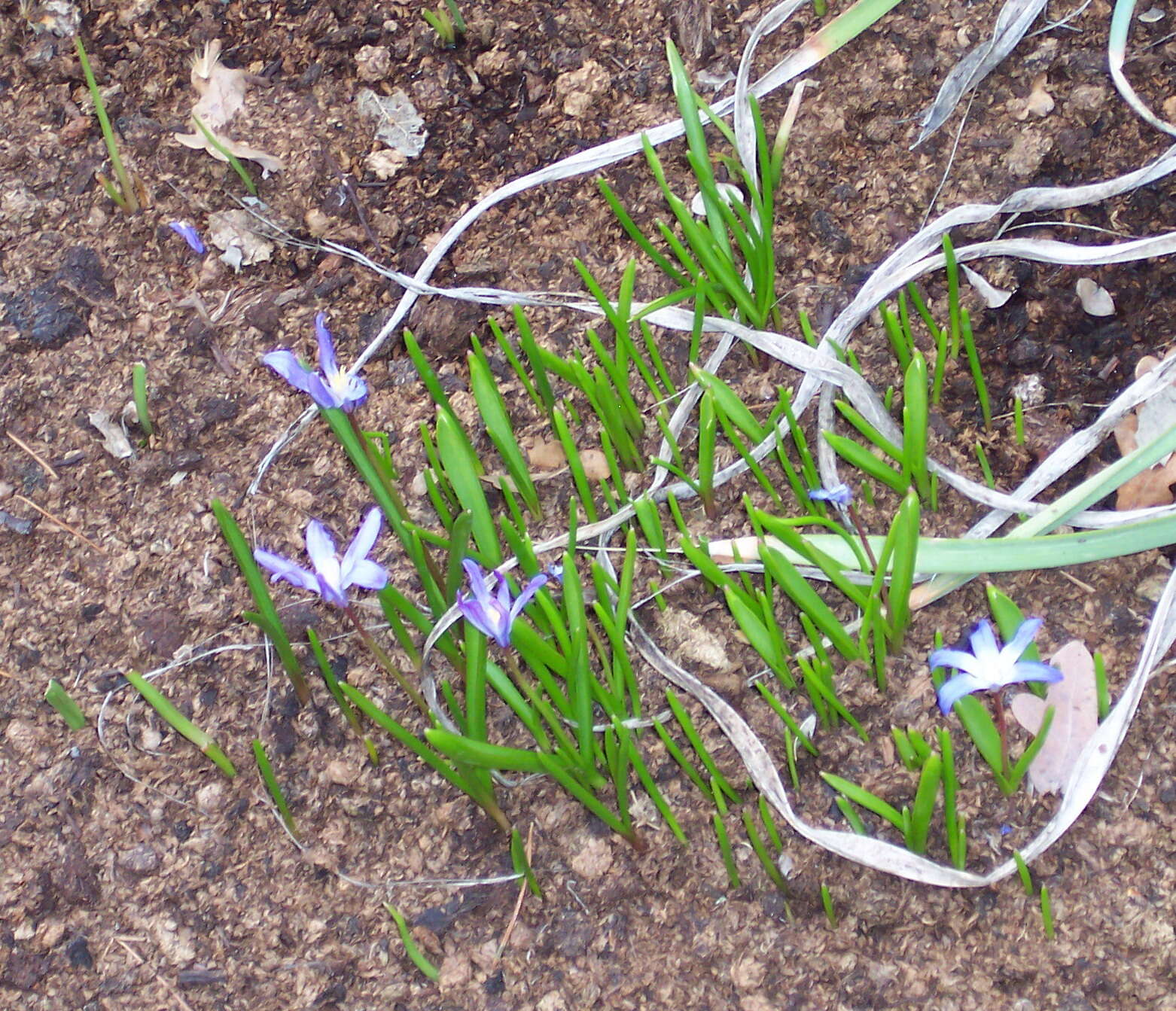 Image de Scilla luciliae (Boiss.) Speta