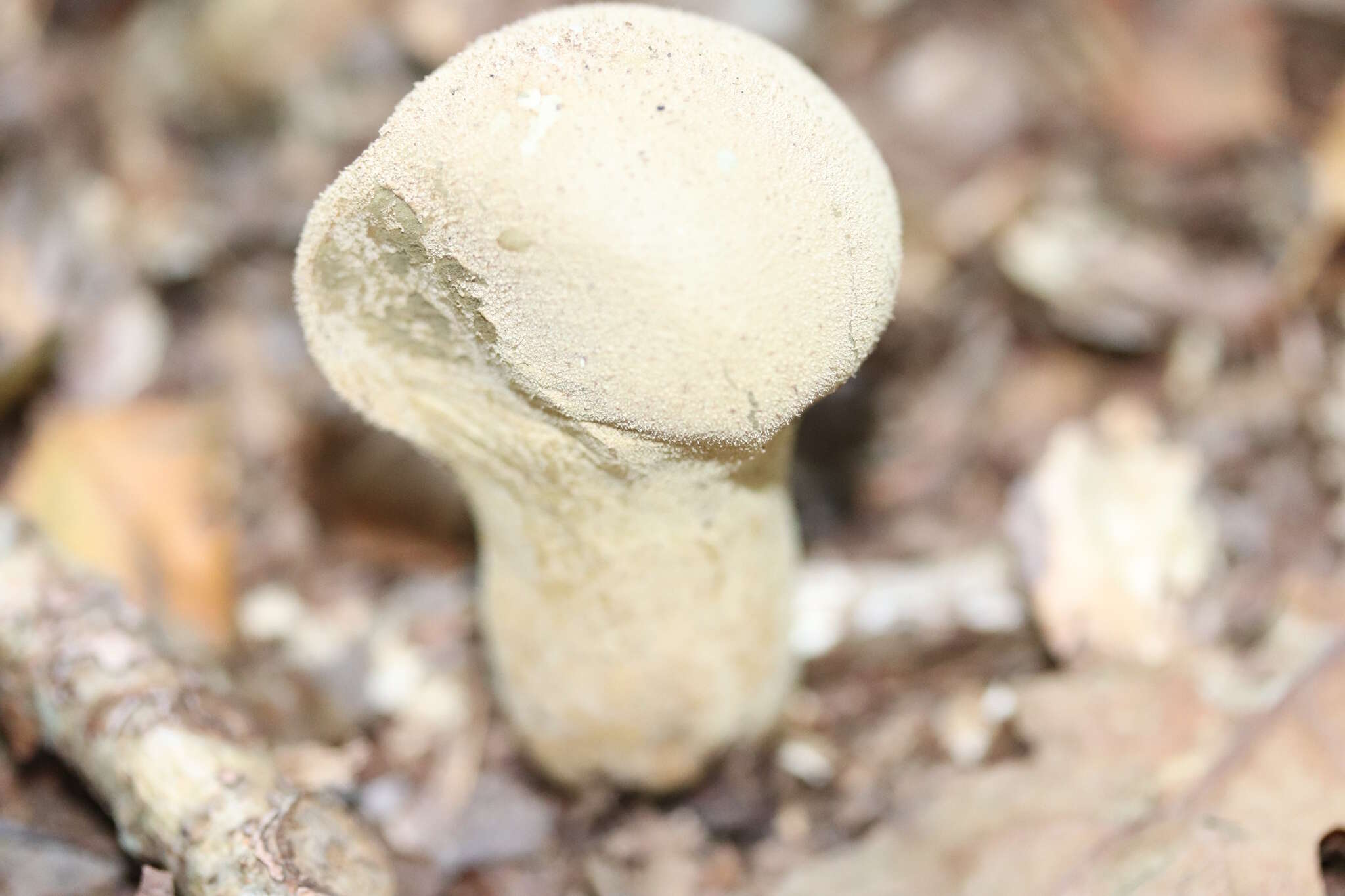 Imagem de Lycoperdon excipuliforme (Scop.) Pers. 1801