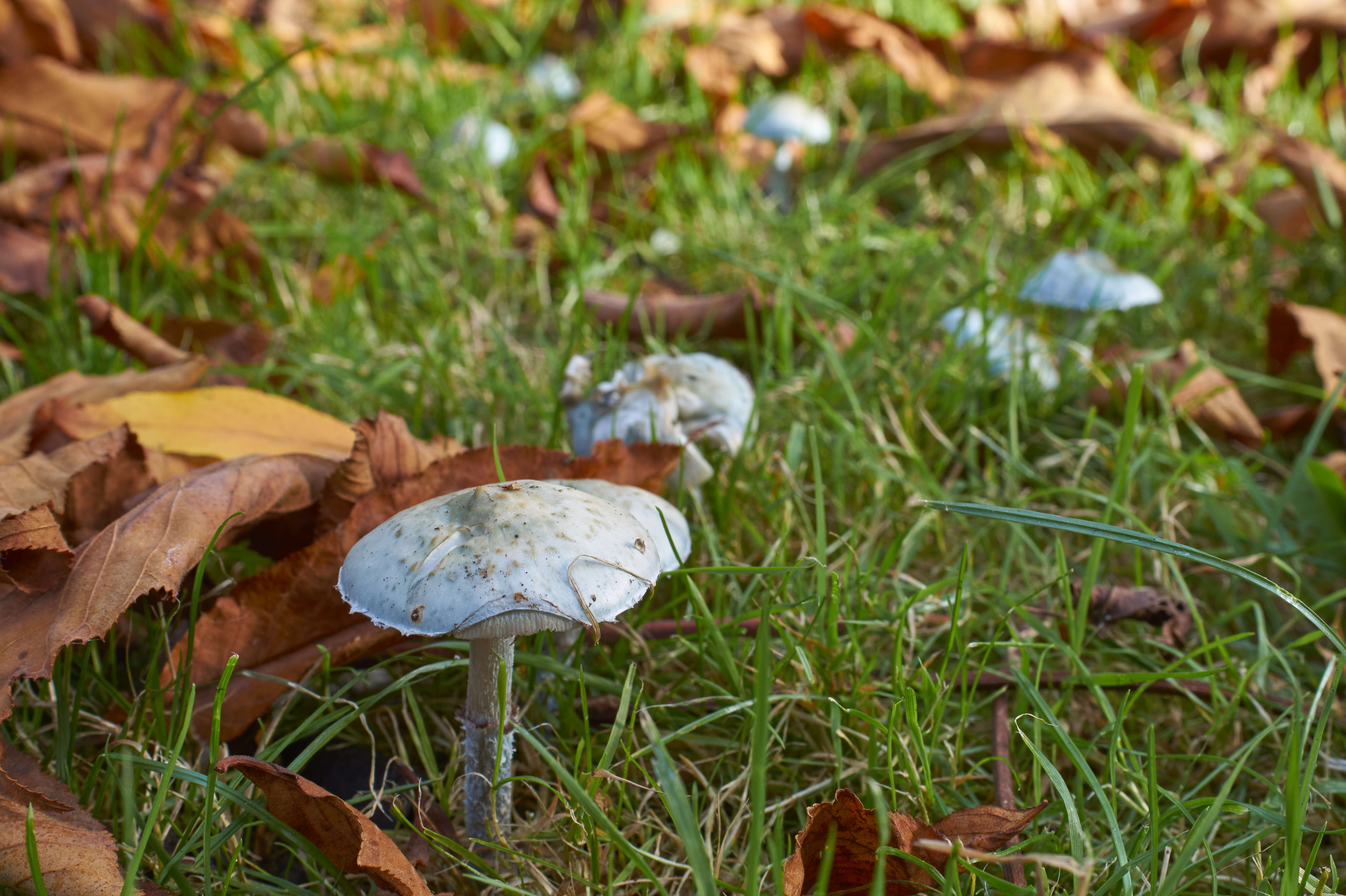 Plancia ëd Stropharia caerulea Kreisel 1979