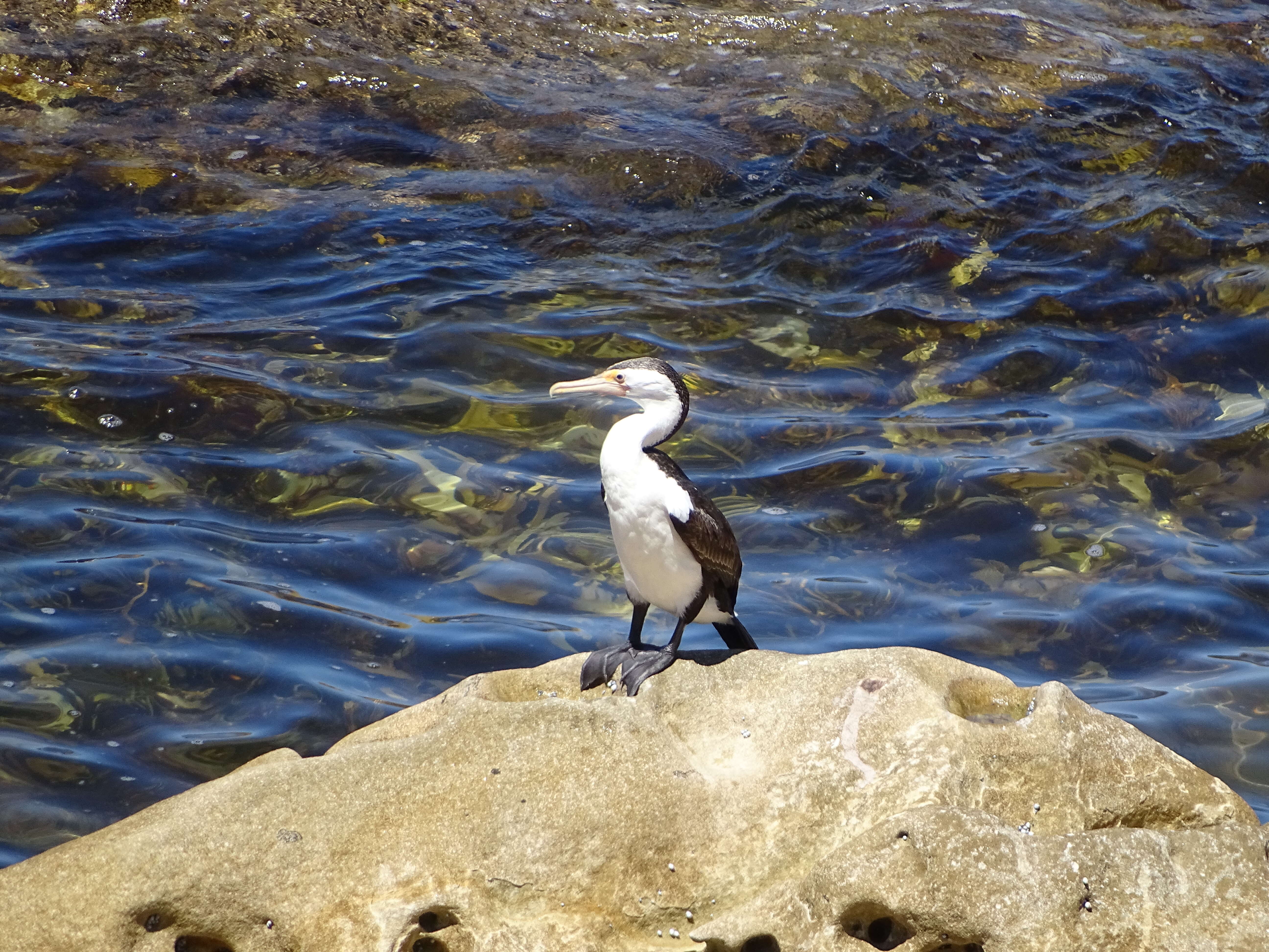 Image of Australian Pied Cormorant