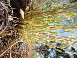 Image of shaggy fleabane