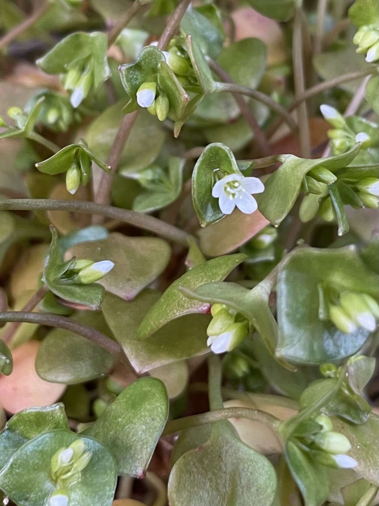 Image of Indian lettuce