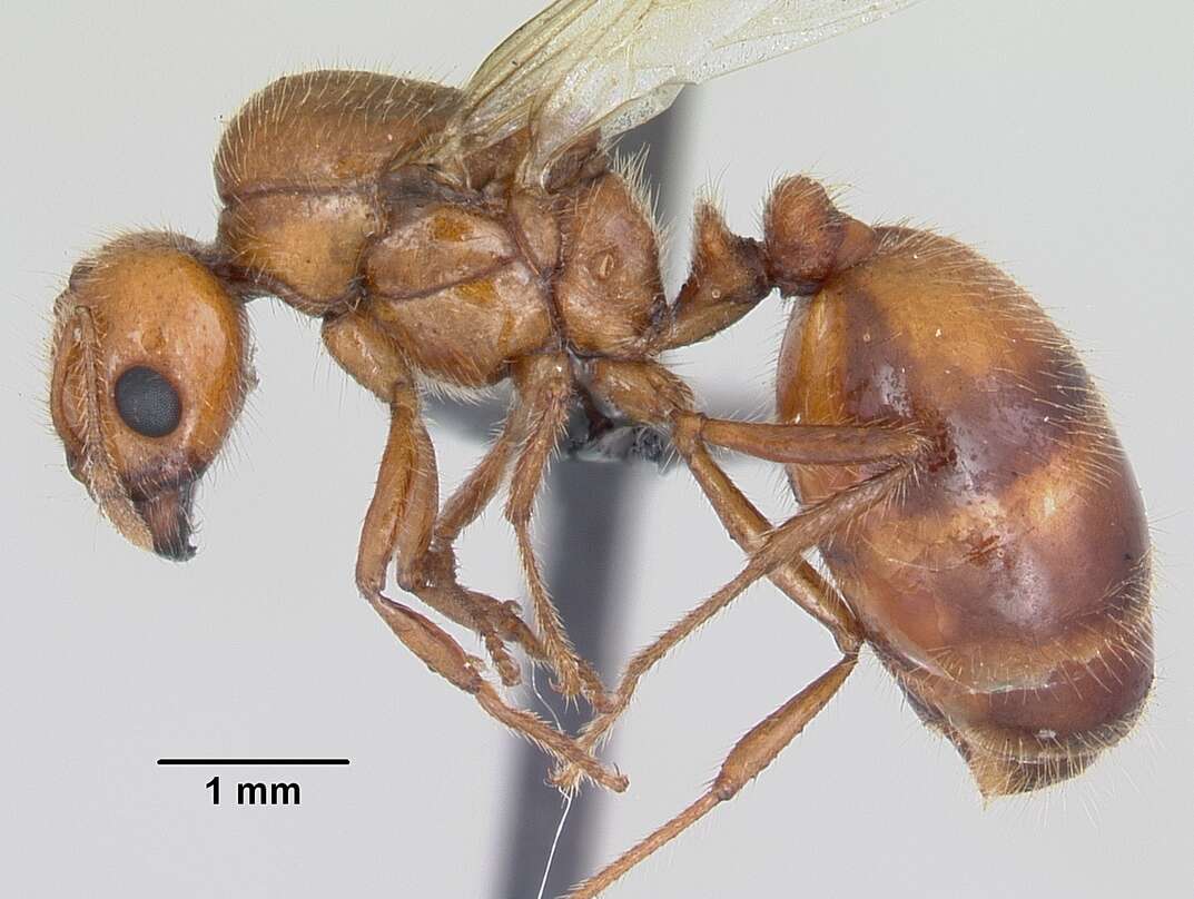 Image of Fire ant