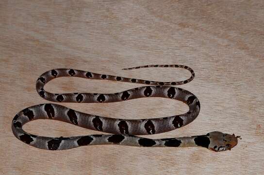 Image of Blandings Tree Snake